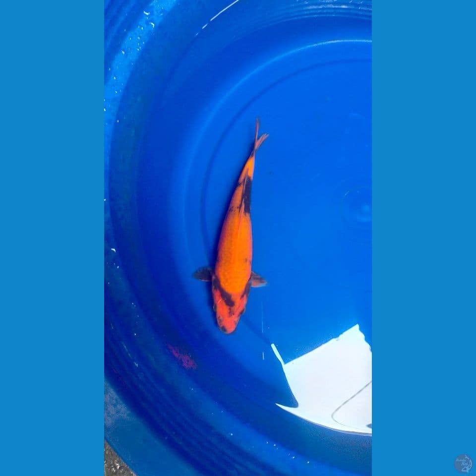 Hi-Utsuri Bahan Keep 24cm™
