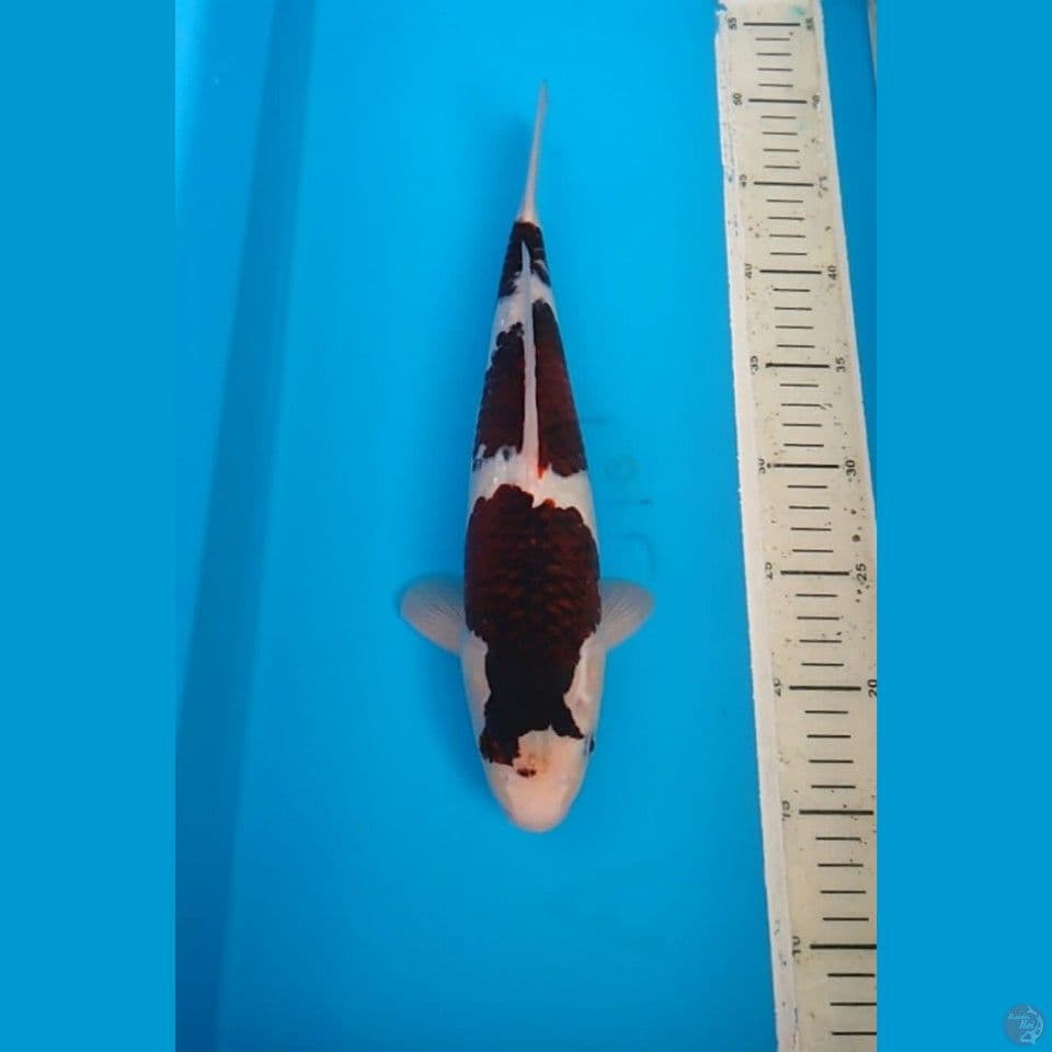 Goromo 35 cm 