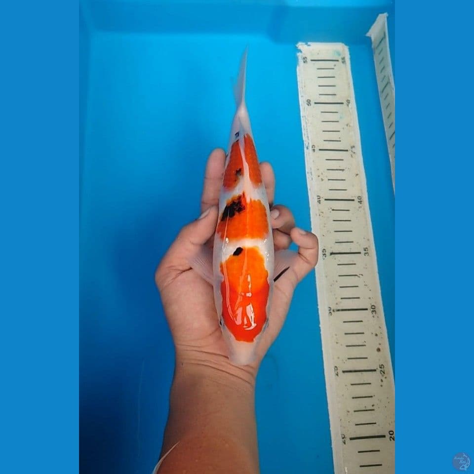Sanke 25 cm 