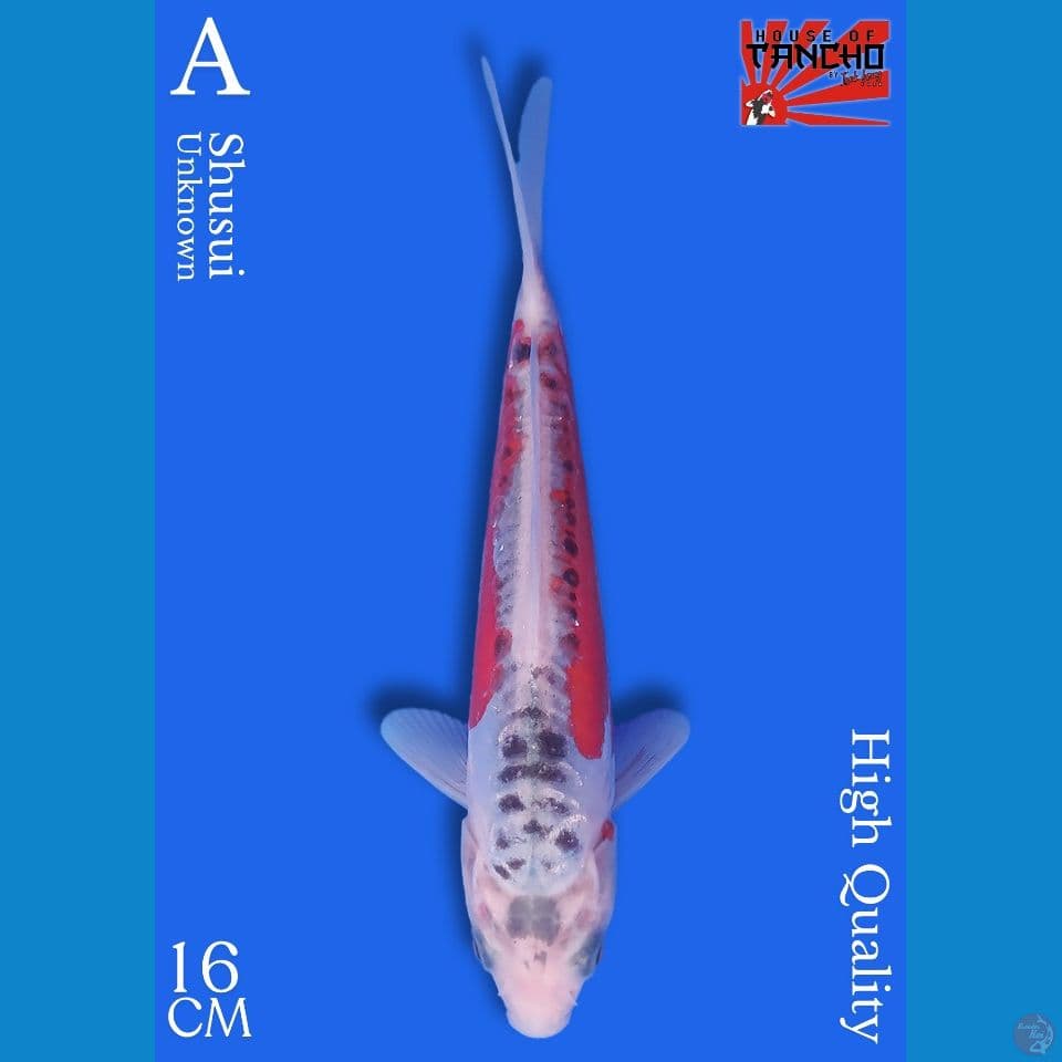 Shusui 16cm HQ