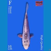 Shusui 16cm HQ