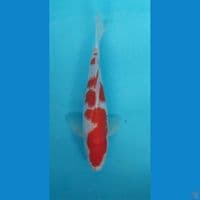 Kohaku 29Cm