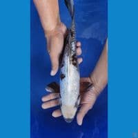 35cm Sabikoyo Ginrin