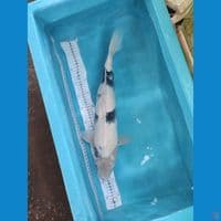 SHIRO 48CM FEMALE 