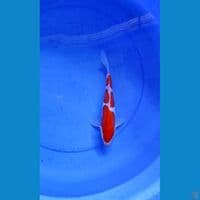 KOHAKU DOITSU MALE 26 CM