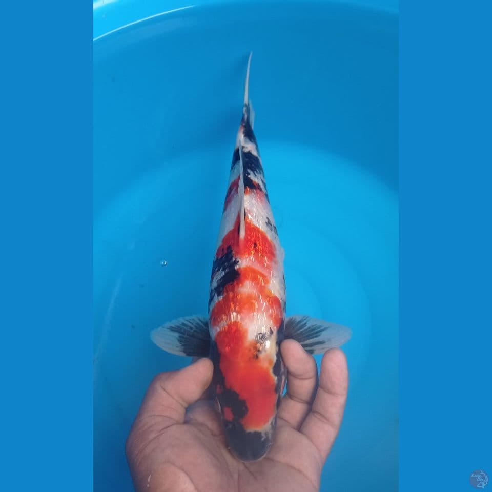 SHOWA 33CM