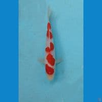 kohaku, 19 cm