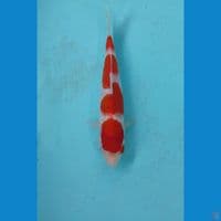kohaku, 19 cm