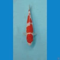 kohaku, 23 cm