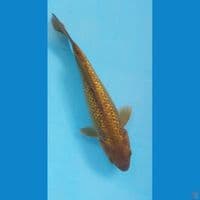 Midori ginrin 25Cm