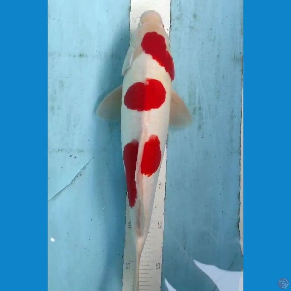 kphaku doit 35cm jantan