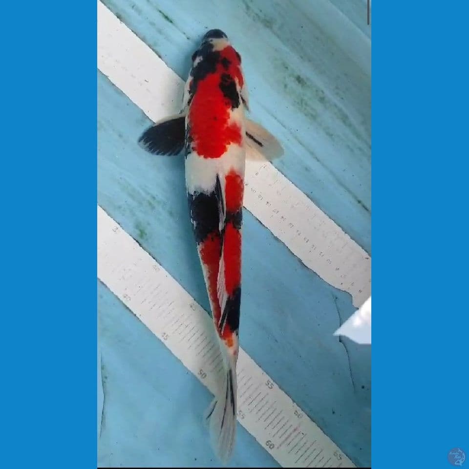 showa jantan 37cm
