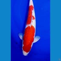 37cm strong kohaku ginrin ml