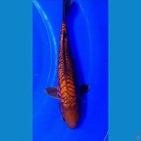 32cm cagoi tembaga sisik naga