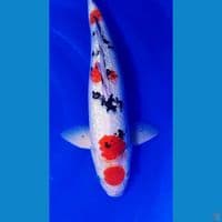 44cm maruten sanke ginrin male