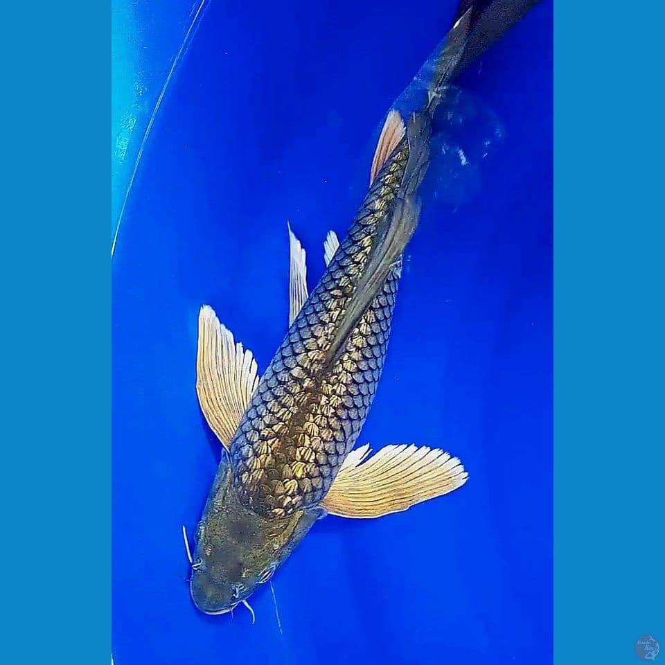 35cm kumpay ginrin