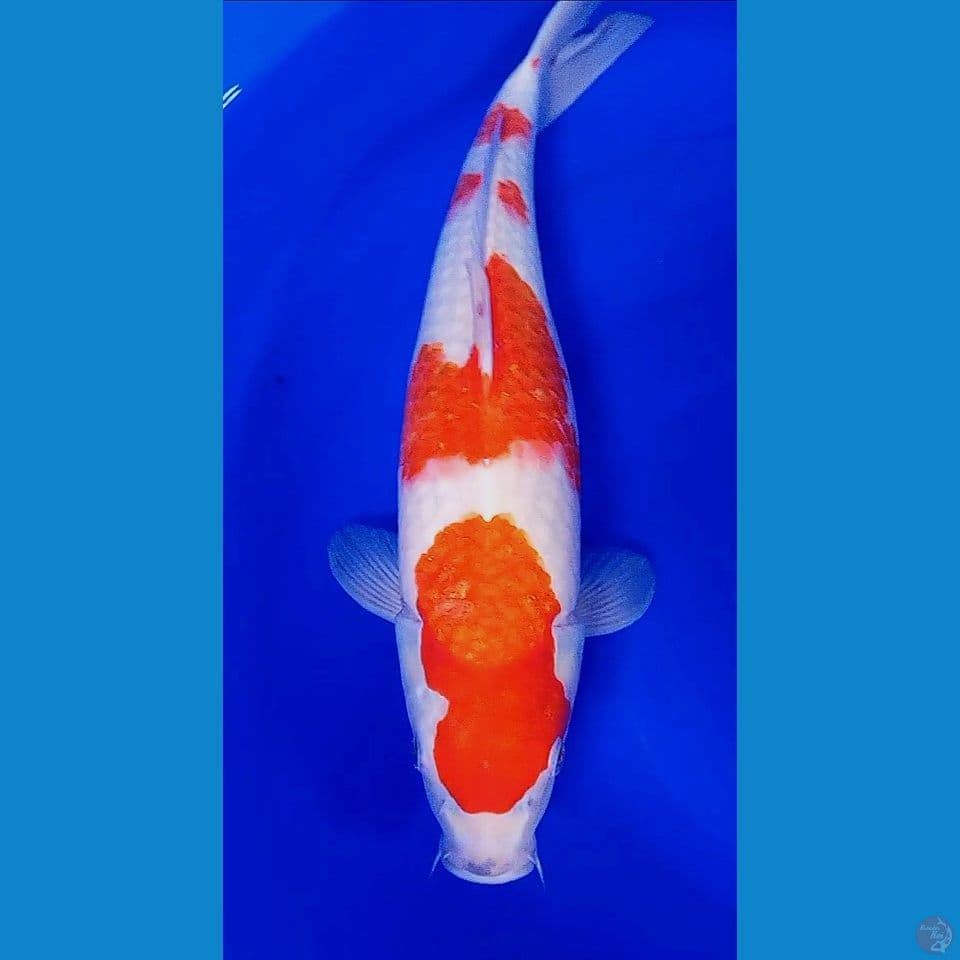 45cm jumbo kohaku f