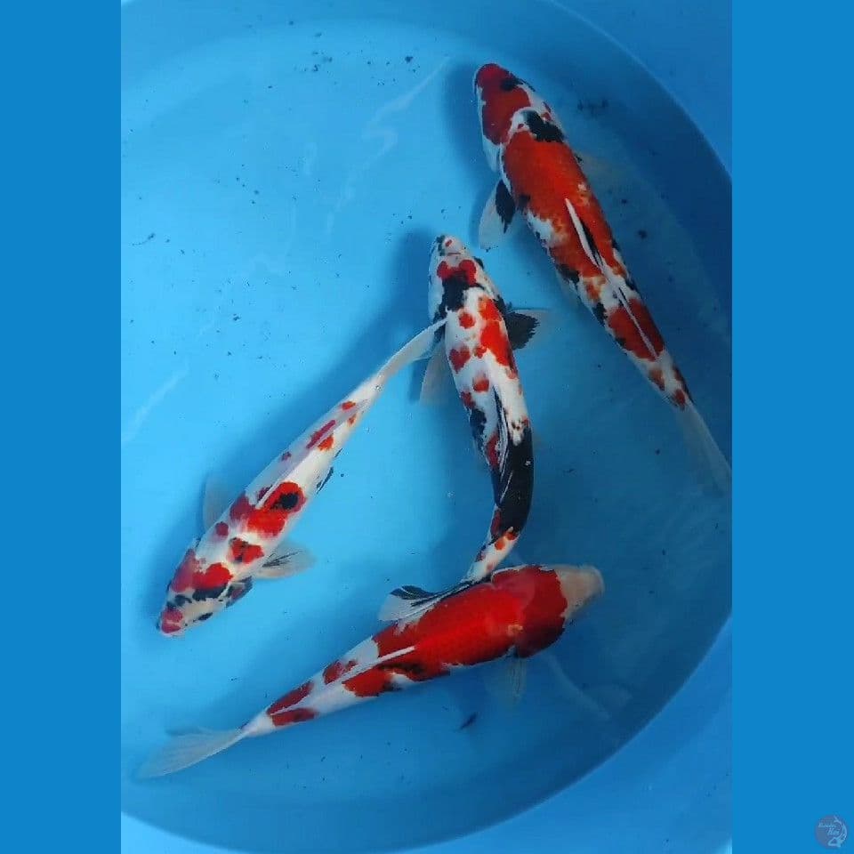 35-41cm showa