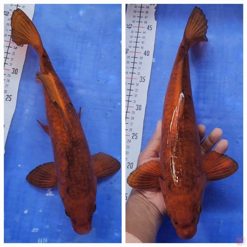 35cm Caramel