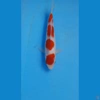 kohaku, 19 cm