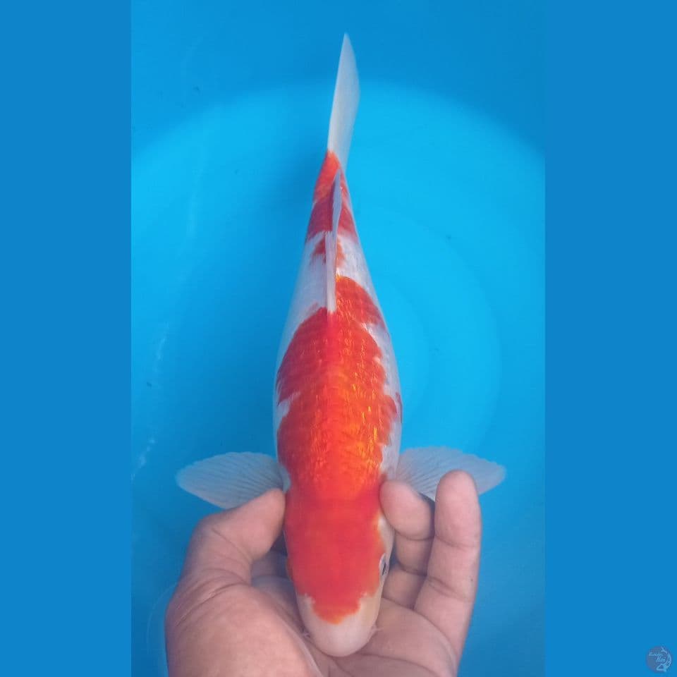GINRIN 34CM