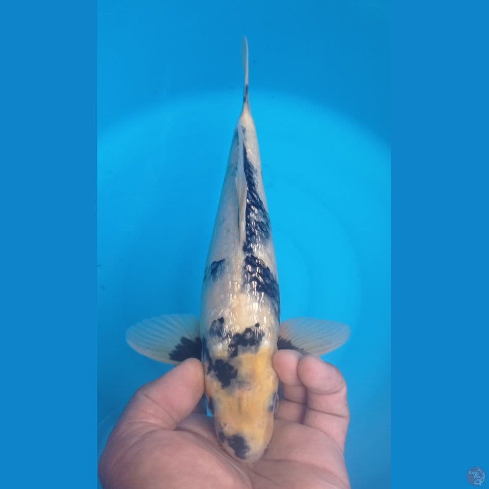 GINRIN 30CM