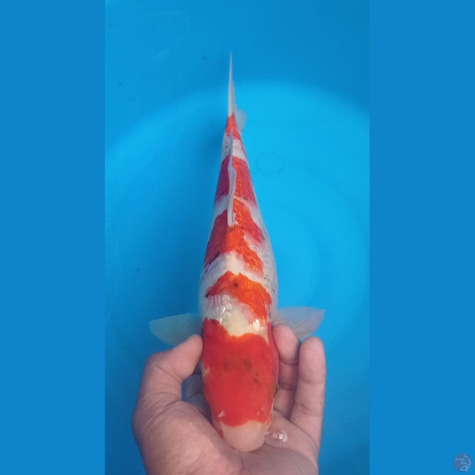 GINRIN 35CM