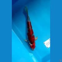 beni gingga top 37cm Male
