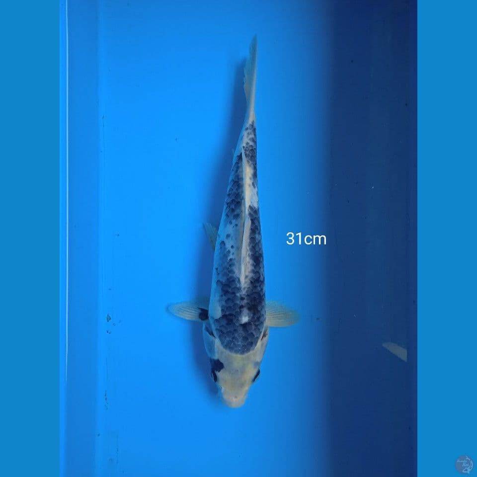 siro 31cm