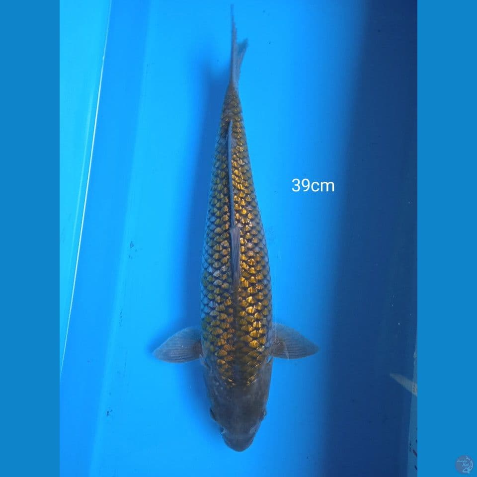 ginrin  39cm