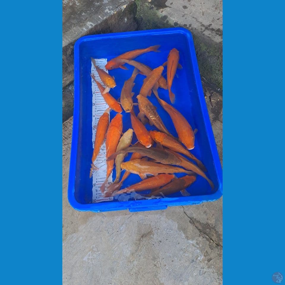karamel