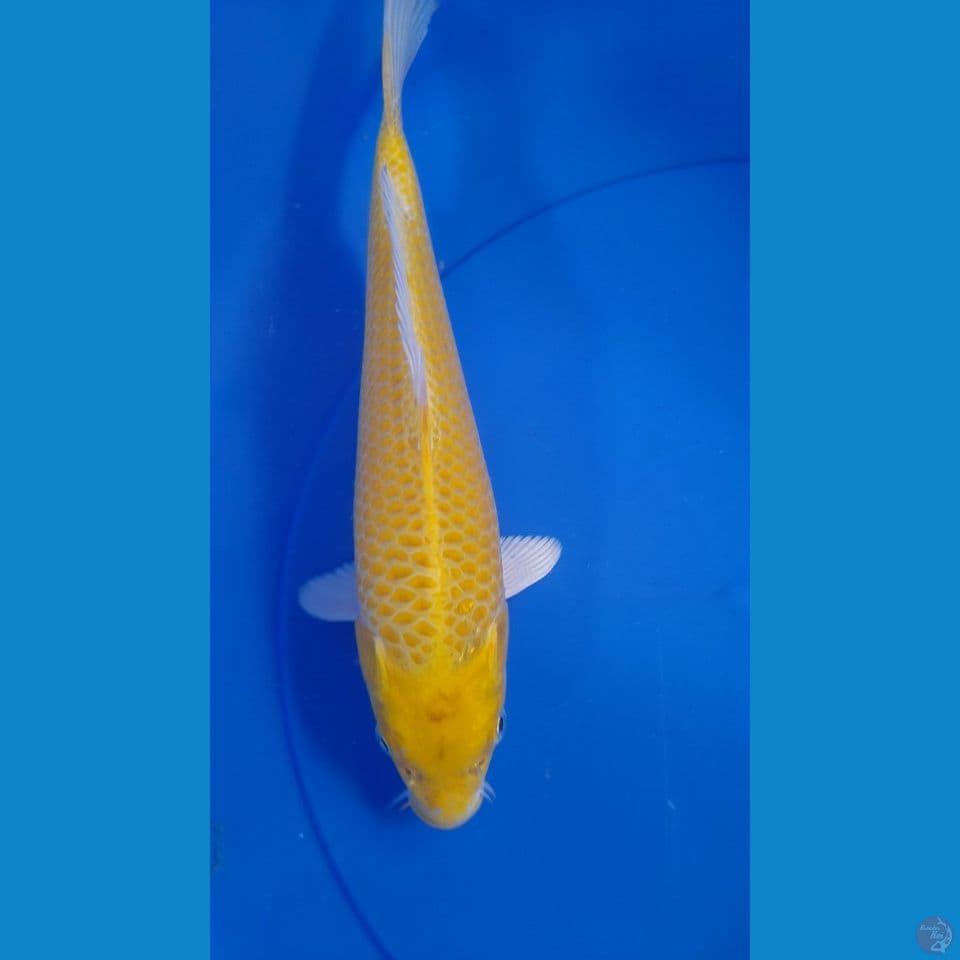 30CM OGON