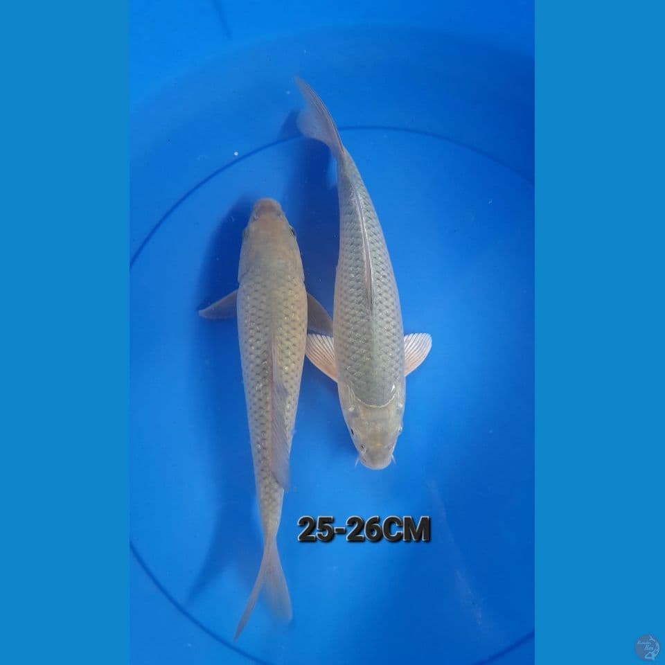 25,26CM SURAGOI