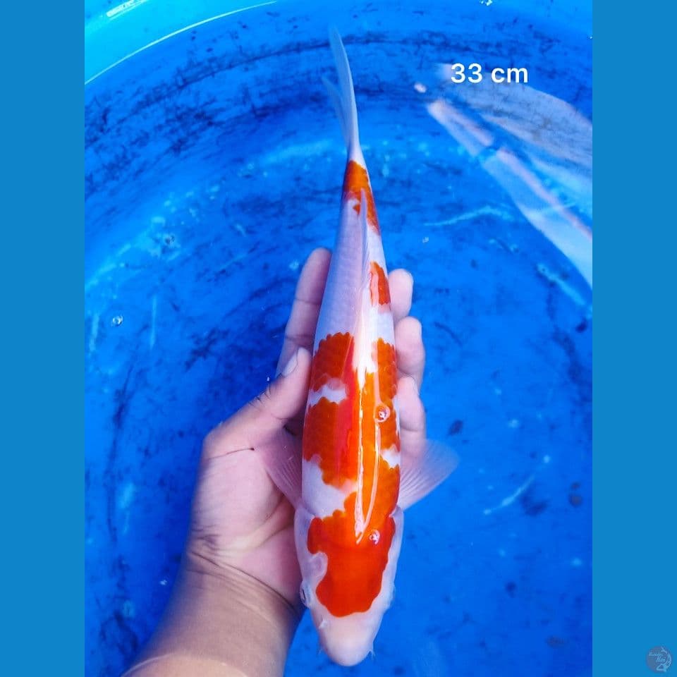 Kohaku SQ 33 cm