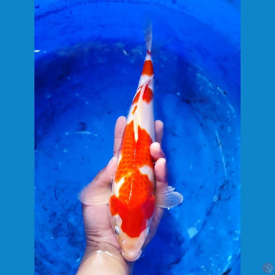 Good Kohaku HQ 37 cm