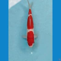 Kohaku 20cm