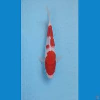 kohaku, 20 cm