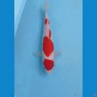 kohaku, 24 cm