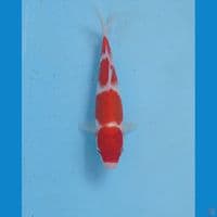 kohaku, 19 cm