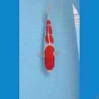 kohaku, 25 cm