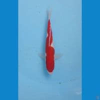 inazuma, 20 cm