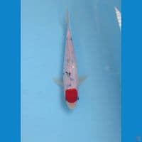 tancho, 17 cm