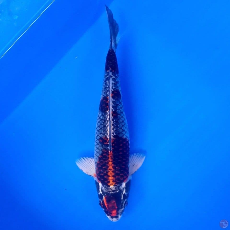 BENI GINGGA 30CM ORI