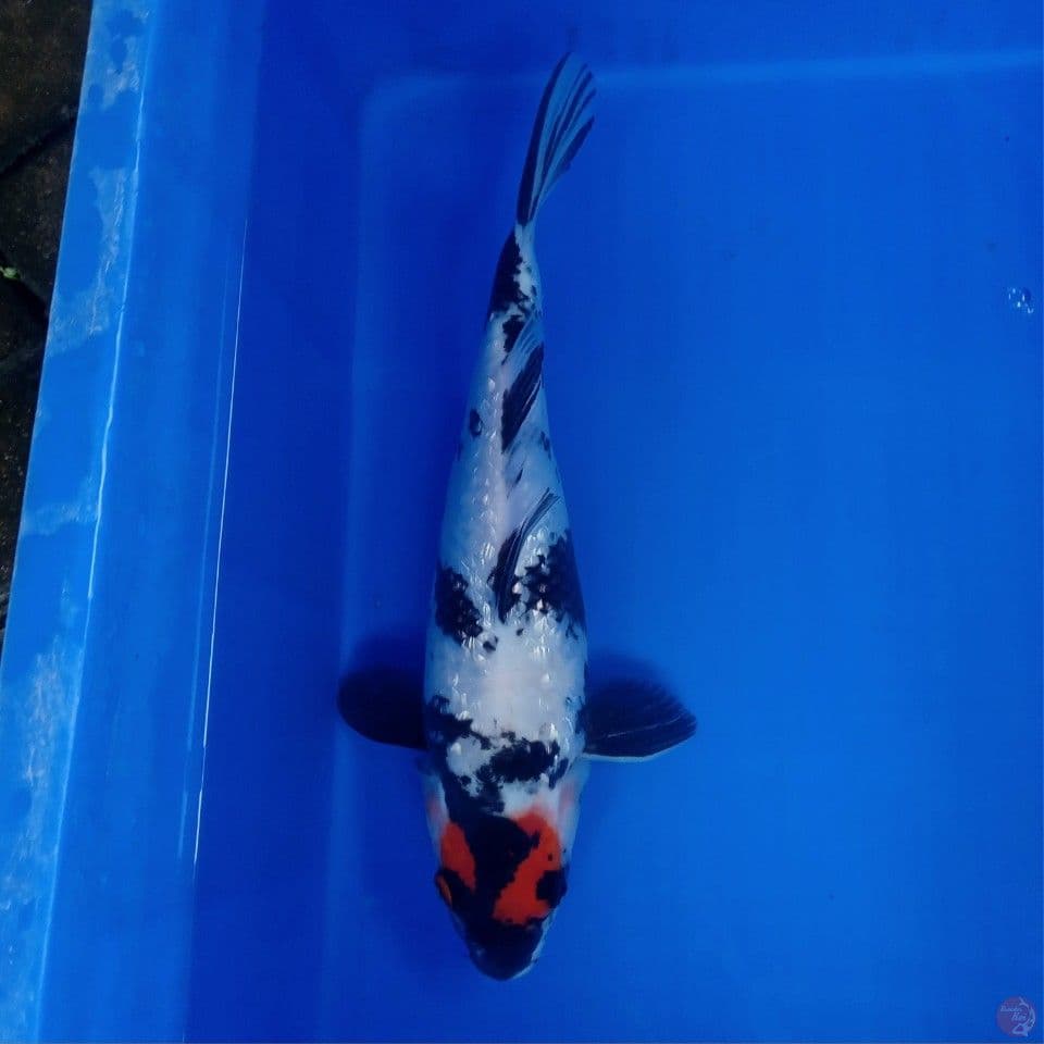 TANCHO SHOWA GINRIN 35CM