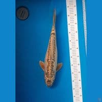 antikan joss 47cm