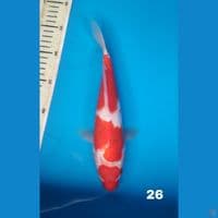 kohaku, 26cm male