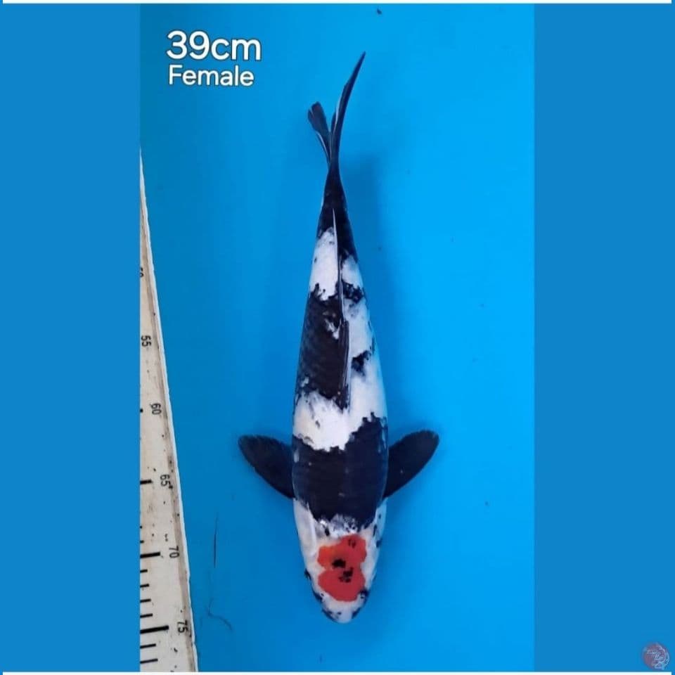 tanco showa 39cm