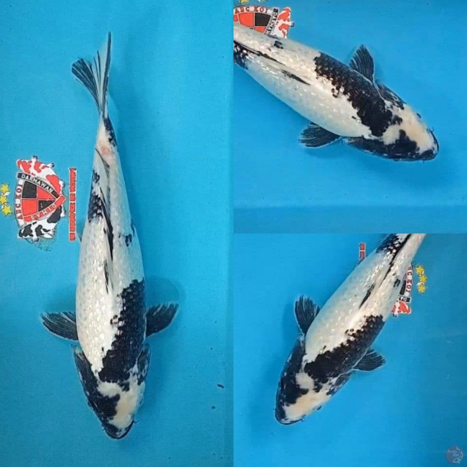 Shiro Utsuri Ginrin 33 cm