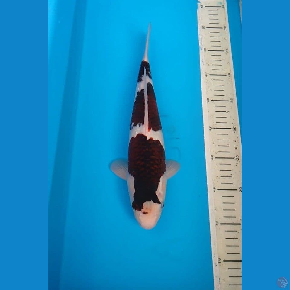 Goromo 35 cm