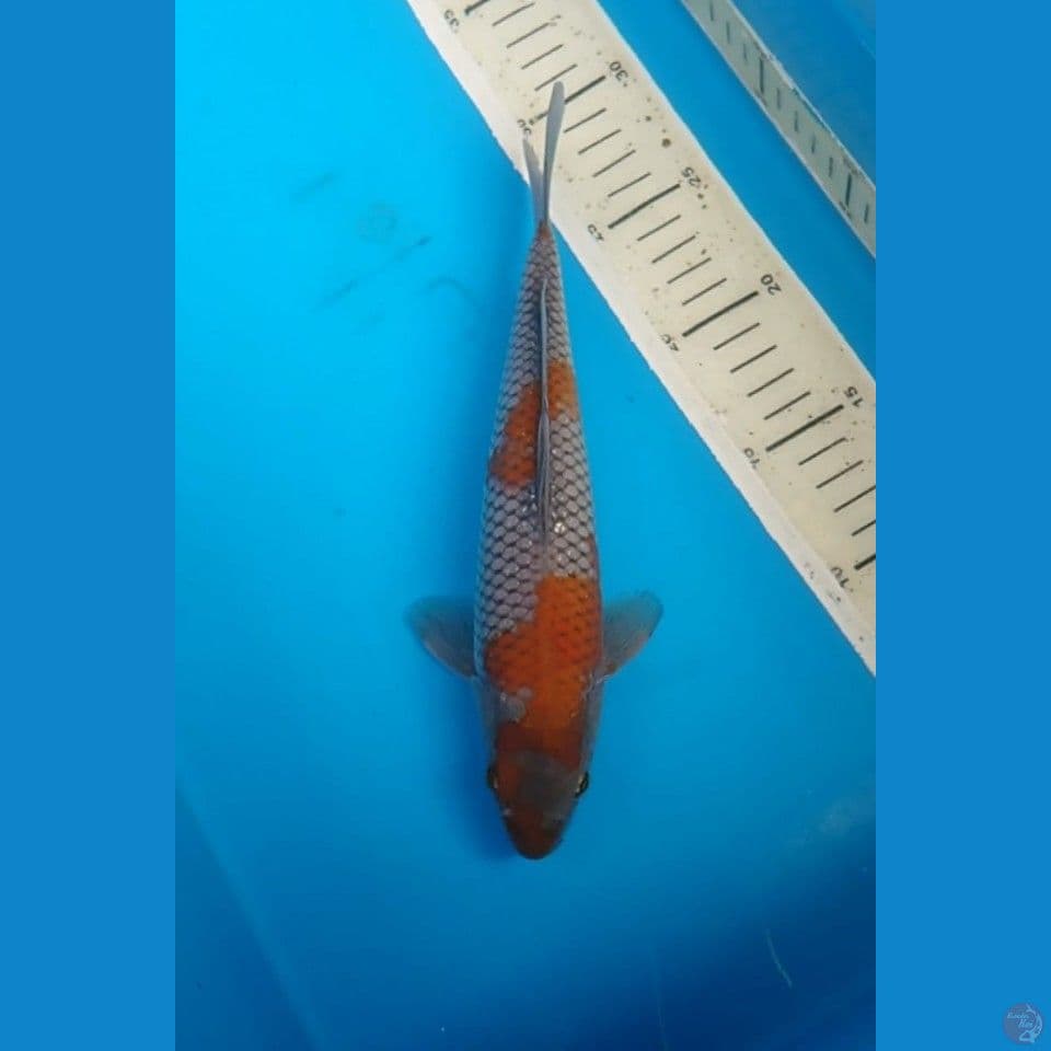 Uchiba Shigure 25 cm